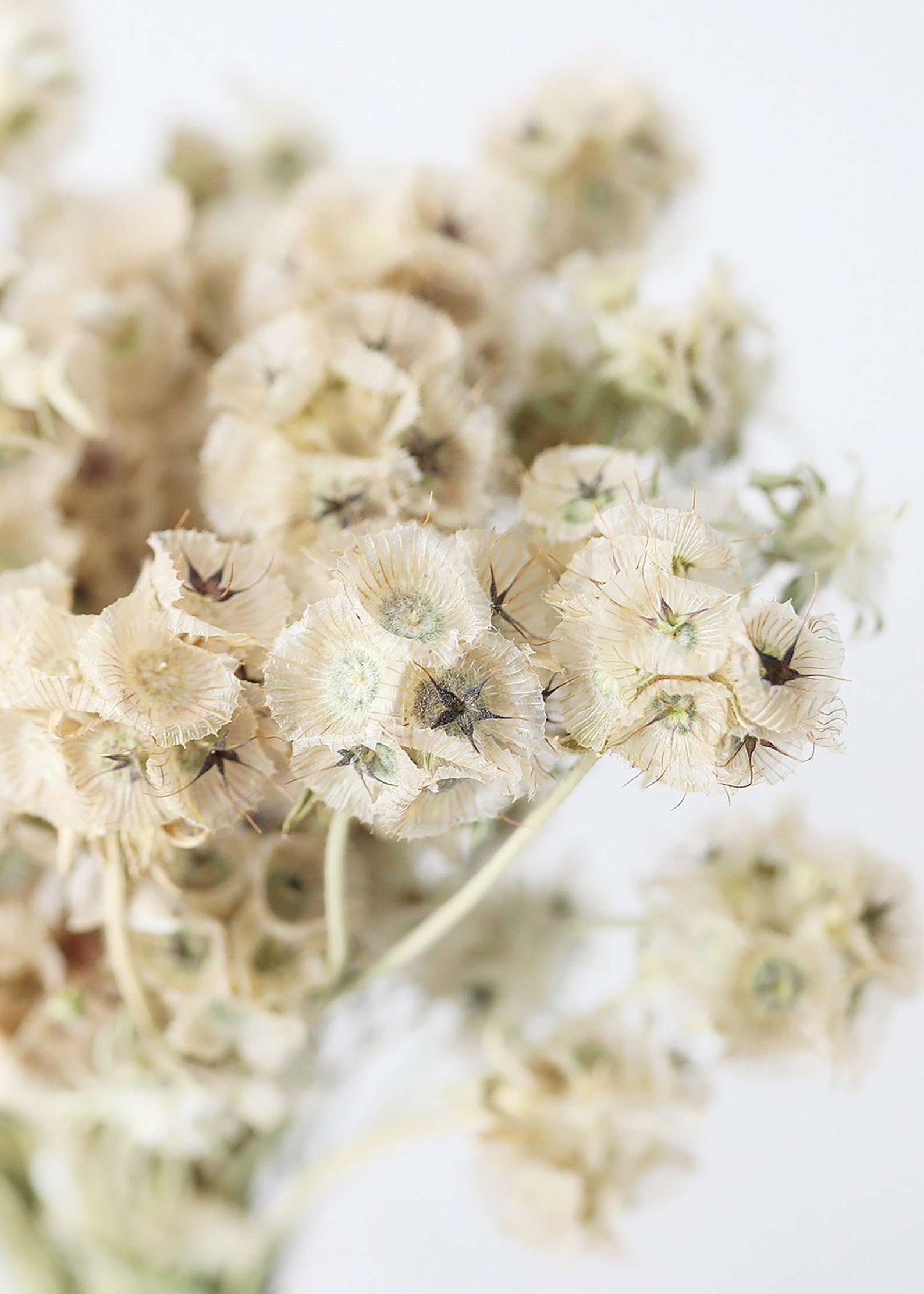 Natural Dried Scabiosa Flower Pods 3 oz Bundle 79.5 Etsy