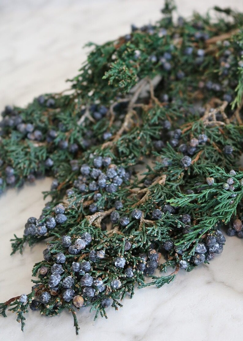 можжевельник берри. можжевельник высокогорный. можжевельник сушеный. как хранить можжевельник. черенкование можжевельника туи.