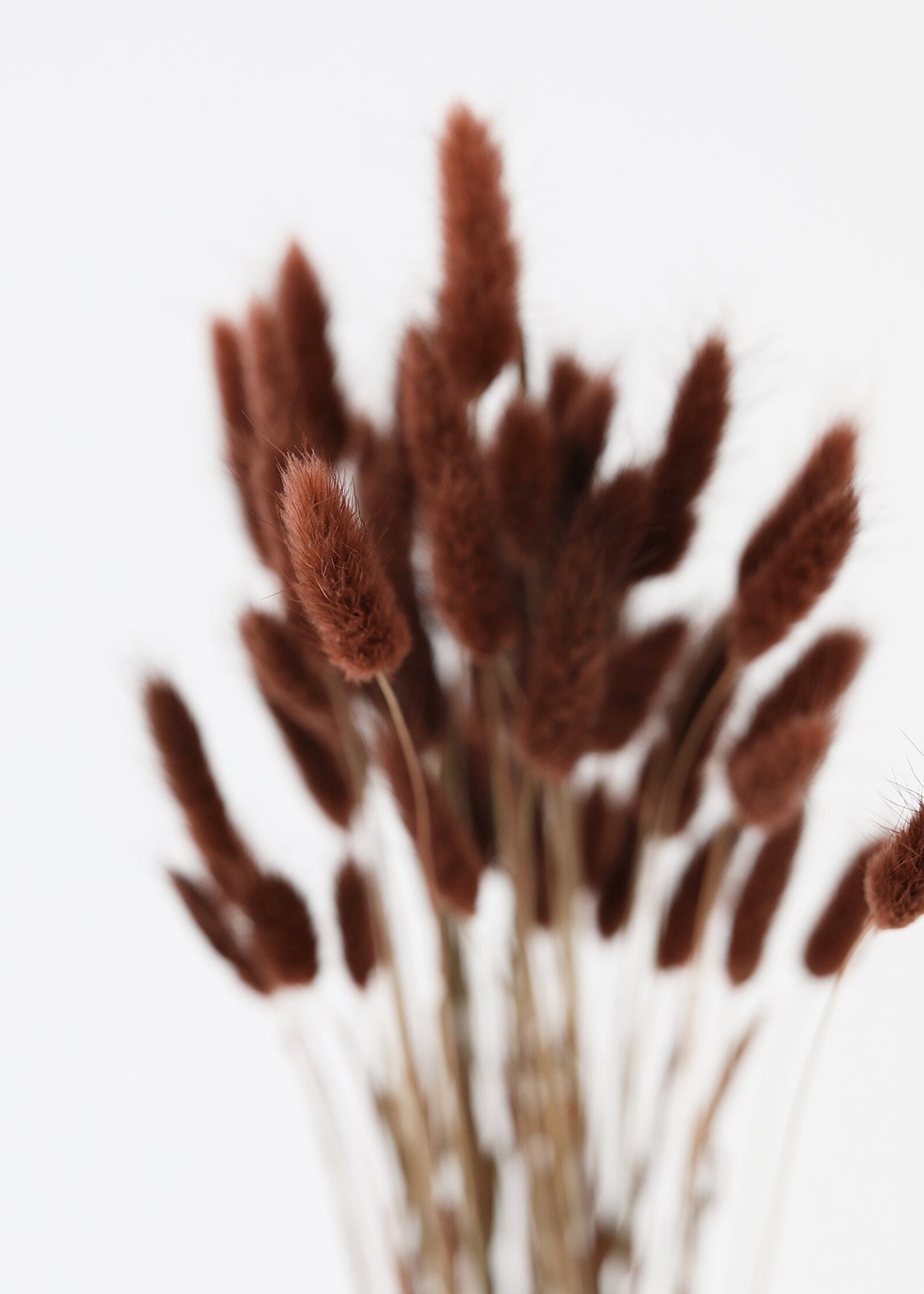 Chocolate Bunny Tails 1624 Tall Etsy