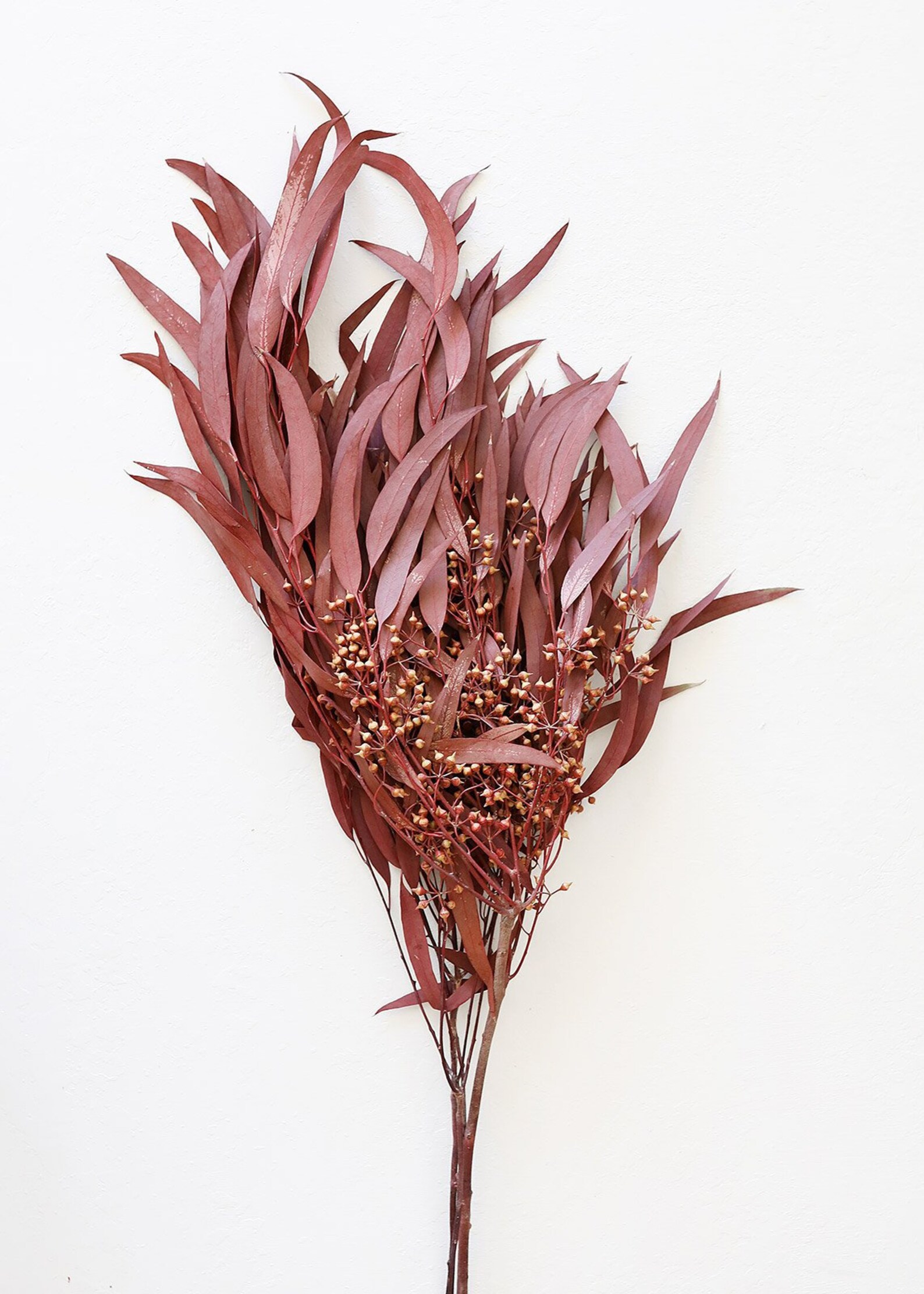 Preserved Seeded Eucalyptus in Burgundy 1828 Tall Etsy