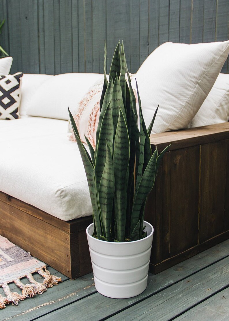 Faux Outdoor Snake Plant in Pot 35 Tall | Etsy