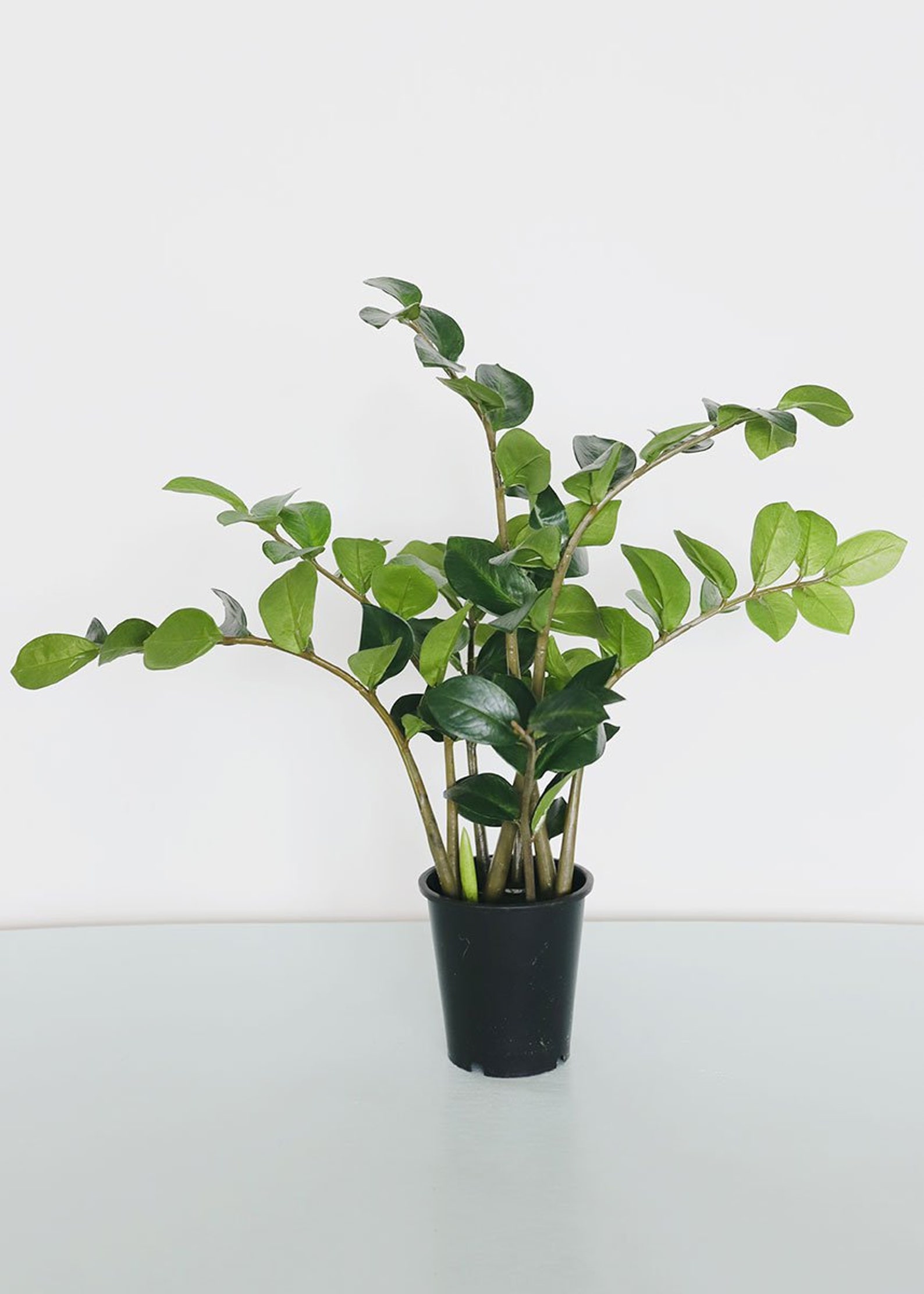 Tropical ZZ Artificial House Plant in Pot 25 Tall Etsy