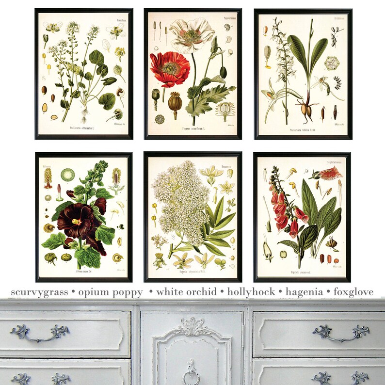 Set of Any SIX Botanical Illustrations giclee prints choose Etsy