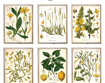 Custom Set of 6 Botanical Vintage Illustrations Wall Decor | Vintage Illustrations Art | Print, Framed Print or Wrapped Gallery Canvas Sign