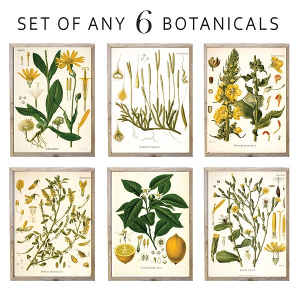 Custom Set of 6 Botanical Vintage Illustrations Wall Decor | Vintage Illustrations Art | Print, Framed Print or Wrapped Gallery Canvas Sign