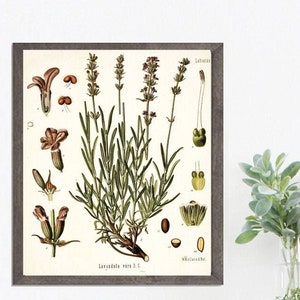 Lavender Botanical Illustration - Lettered & Lined