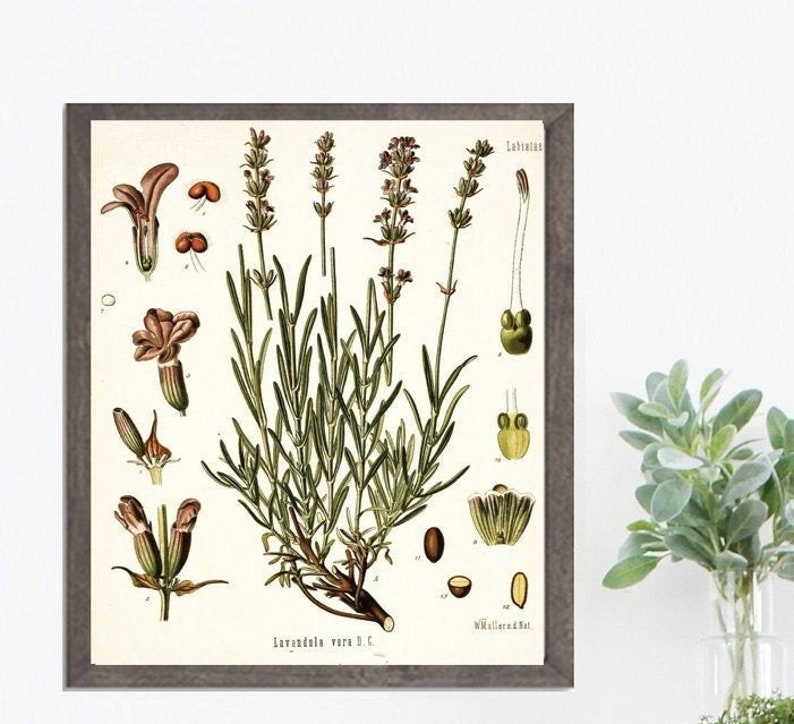 Lavender Botanical Illustration - Lettered & Lined