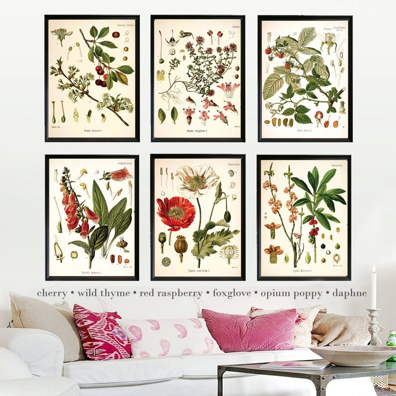Mallow Botanical Illustration Decor Art Botanicals choose your size Vintage Illustrations Botany giclee print Poster
