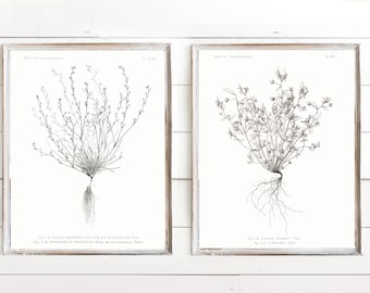 SET of 2 Flora & Roots Vintage Botanical Illustrations circa 1895 Wall Decor | Print, Framed Print or Wrapped Canvas Sign