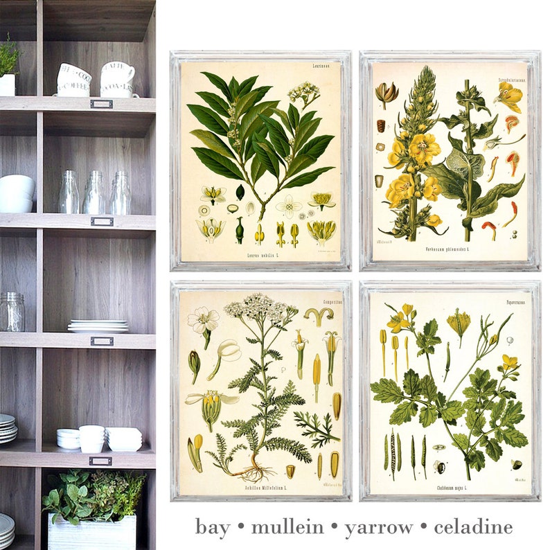 Mallow Botanical Illustration Decor Art Botanicals choose your size Vintage Illustrations Botany giclee print Poster