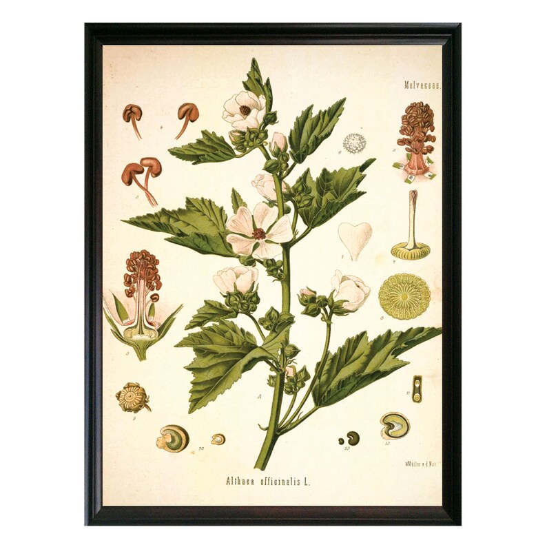 Mallow Botanical Illustration Decor Art Botanicals choose your size Vintage Illustrations Botany giclee print Poster