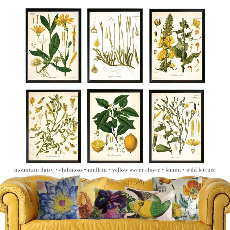 Mallow Botanical Illustration Decor Art Botanicals choose your size Vintage Illustrations Botany giclee print Poster