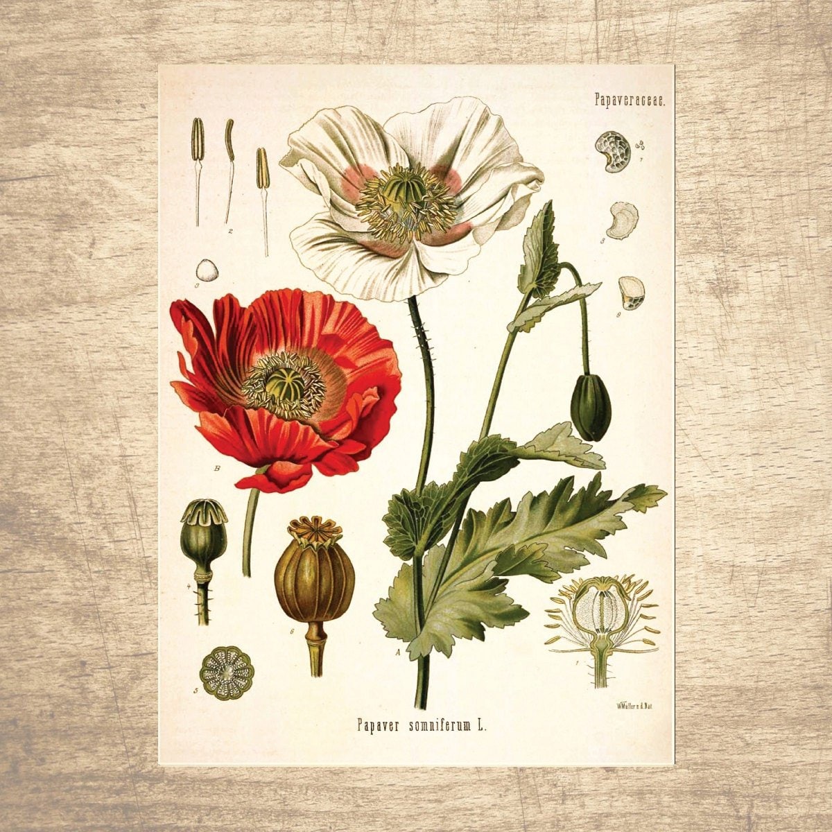 Opium Poppy Botanical Illustration Giclee Print, Choose Your Size  Botanicals, Vintage, Illustrations, Poster, Art, Decor, Botany - Etsy UK