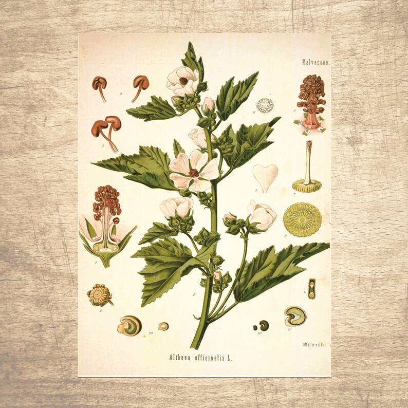 Mallow Botanical Illustration Decor Art Botanicals choose your size Vintage Illustrations Botany giclee print Poster