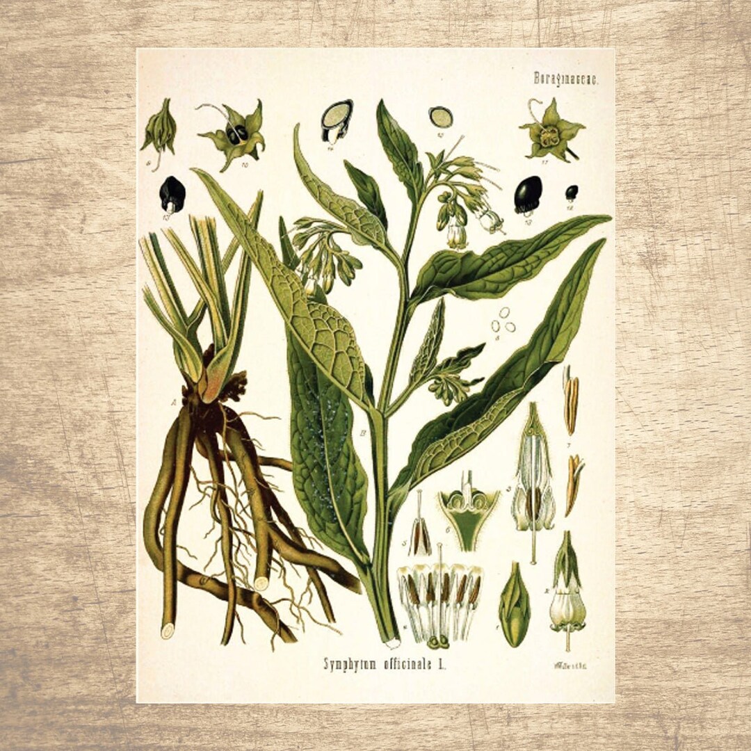 Comfrey Botanical Illustration Giclee Print, Choose Your Size
