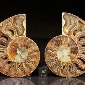 FOSSIL AMMONITE Madagascar polished BarkingGeckoEnt