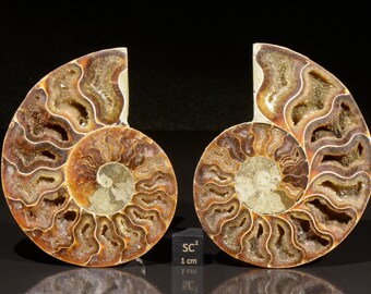 美しい化石アンモナイト、マダガスカルジュラ紀、本物、認定済み