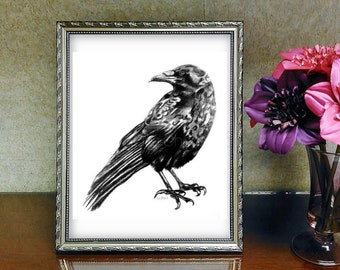 Crow Print, Crow Art, crow sketch, crow drawing, bird art, bird print, raven art, pencil art, black bird, black and white, wildlife art