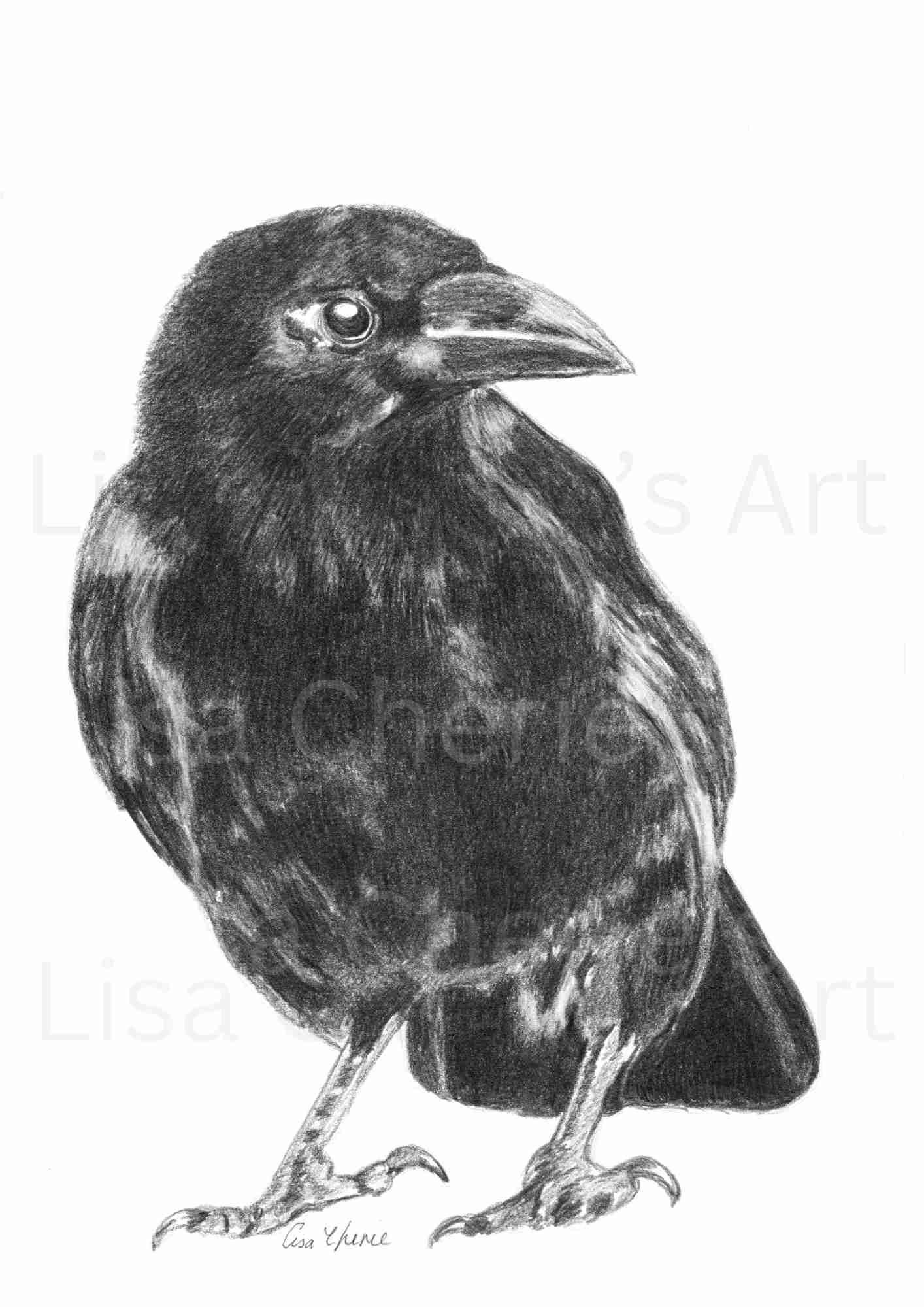 Original Crow Pencil Drawing: Black Bird Art, A4 - Etsy Canada