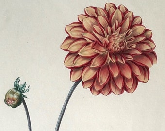 Antique 1842 Hand Colored Lithograph James Andrews London