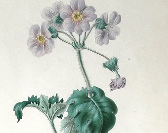 Antique 1842 Hand Colored Lithograph James Andrews London