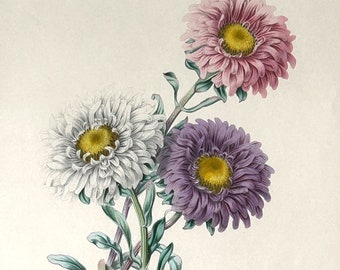 Antique 1842 Hand Colored Lithograph James Andrews London