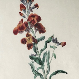 Antique 1842 Hand Colored Lithograph James Andrews London