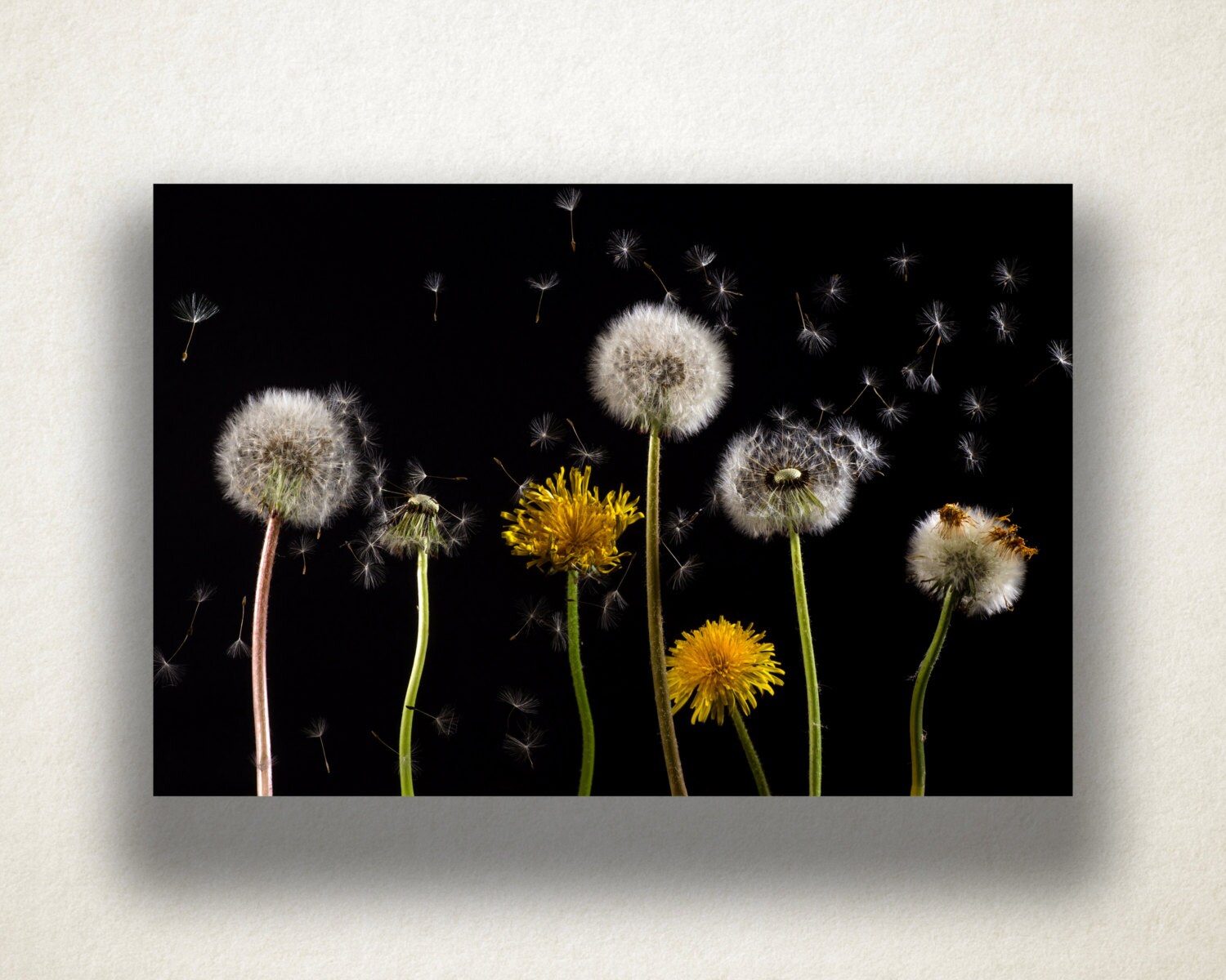 Dandelion Cycle Canvas Art Dandelion Wall Art Flower Canvas Etsy