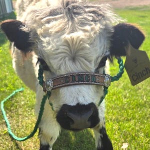 Hand tooled and hand painted personalized  cow halter Kelly green