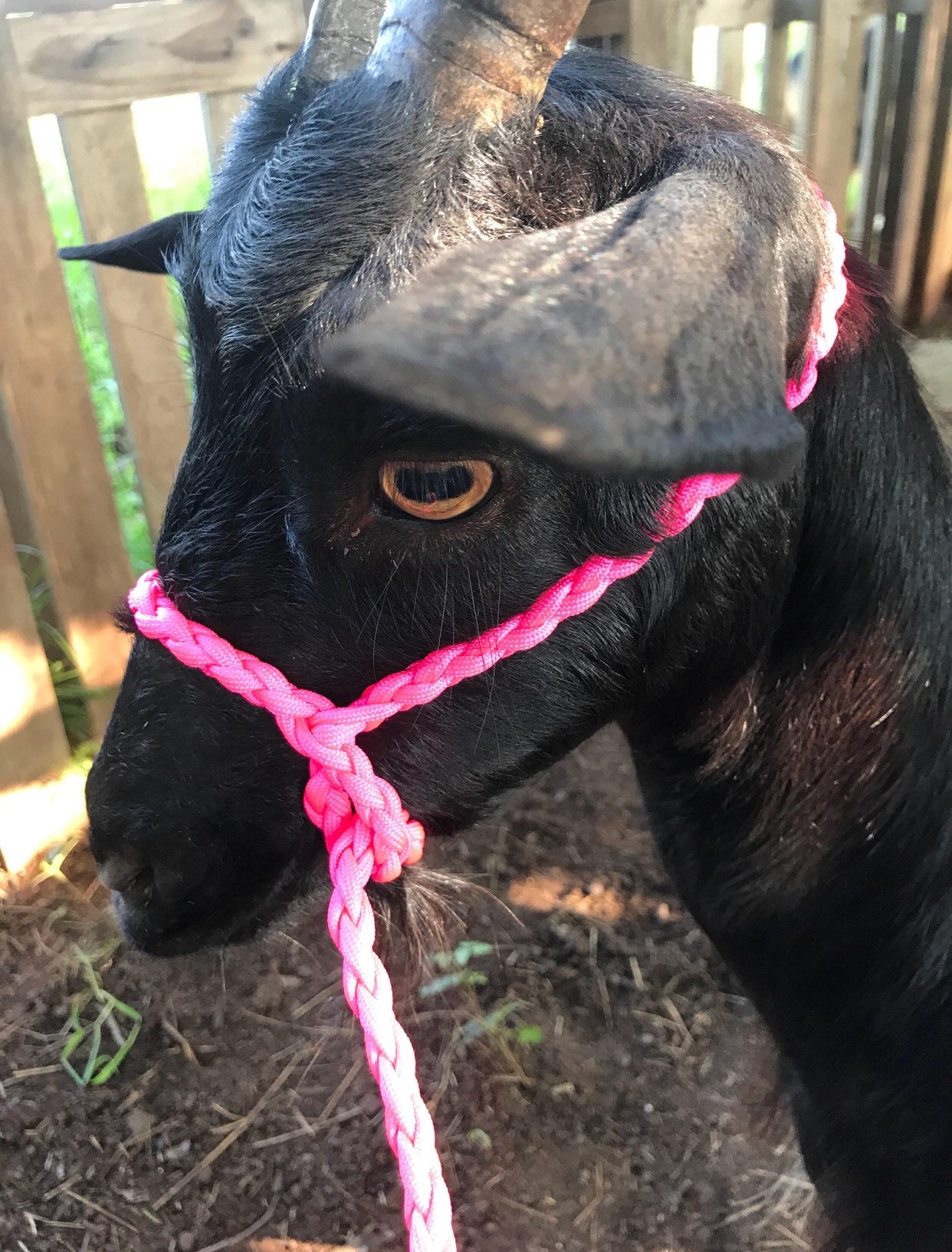 Goat Halter Sheep Halter Goat Lead Livestock Lead Goats Etsy