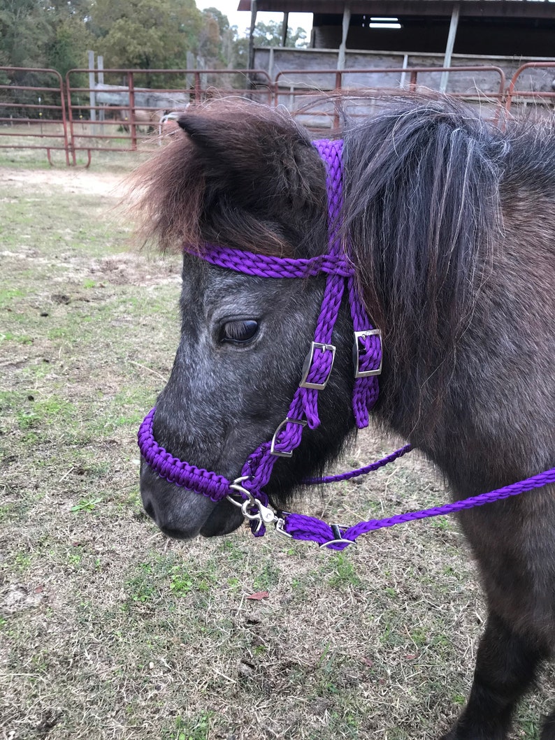 miniature horse bridle pony bosal miniature horse pony side pull
