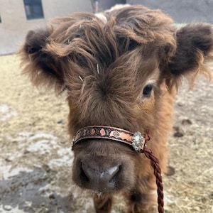 Hand tooled and hand painted personalized  cow halter chocolate brown small and large cow