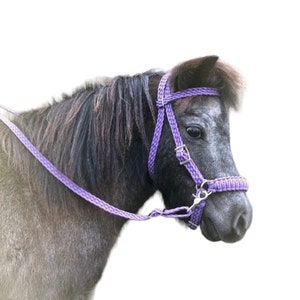 May include: A dark gray pony wearing a purple braided halter and lead rope. The pony is looking to the side with its head slightly tilted.