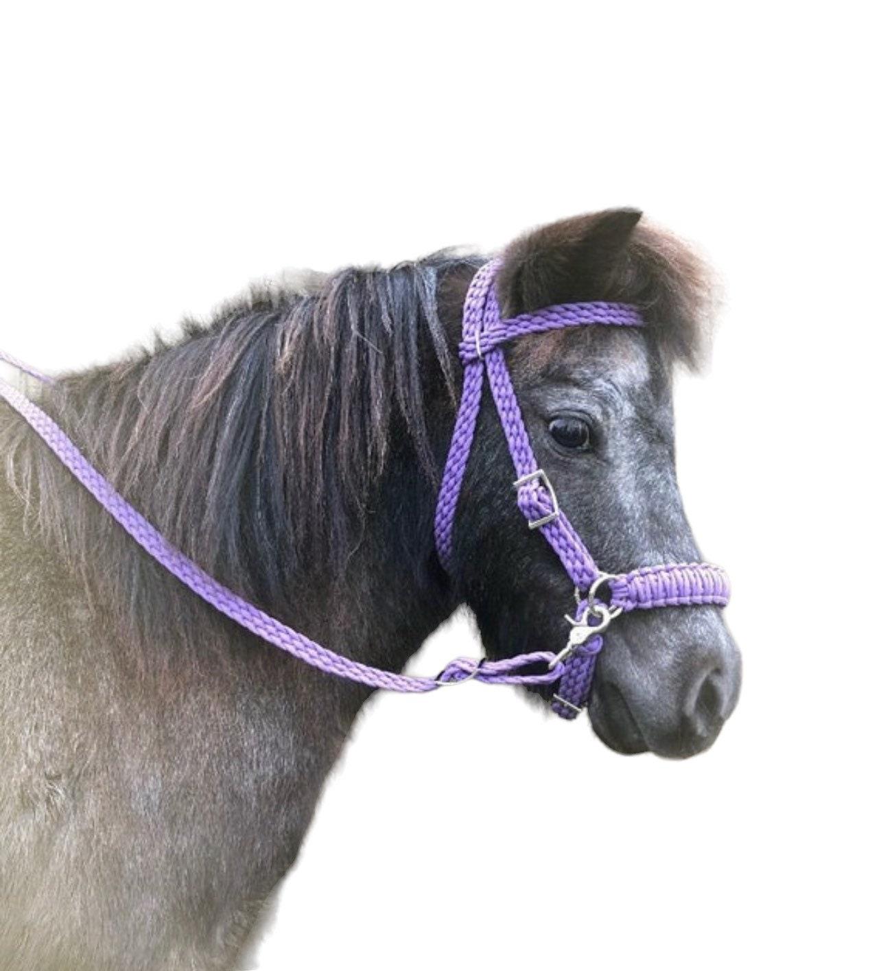 Light blue pony bitless bridle, miniature horse, miniature horse bridle