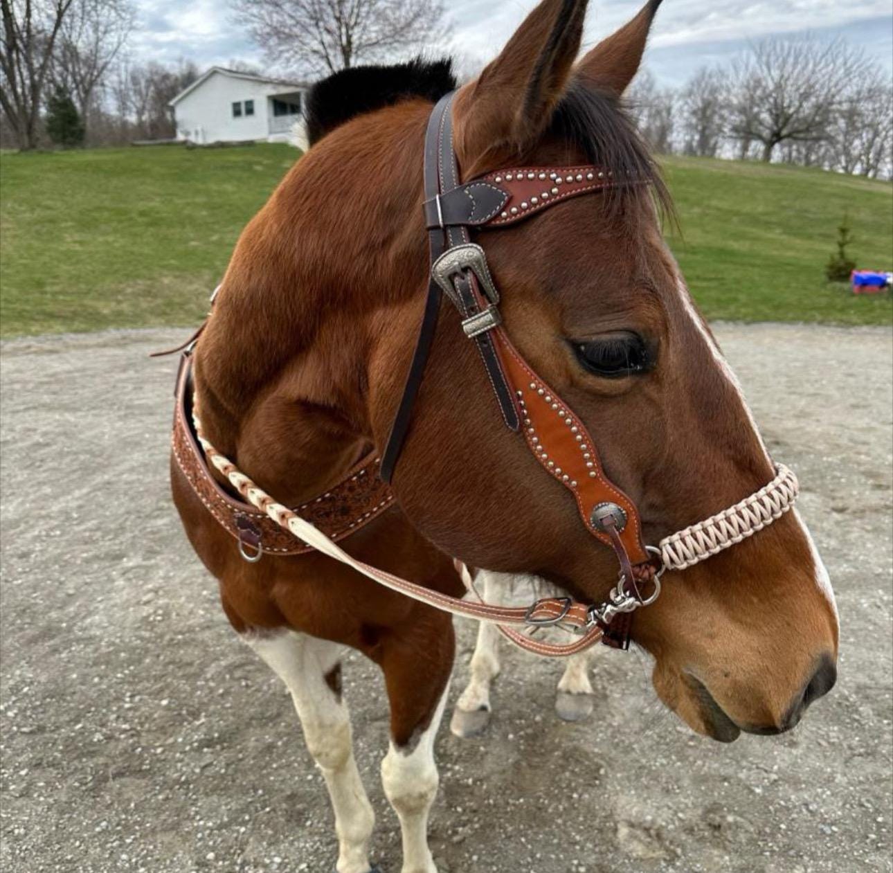 Hackamore (nez De Corde) Pour Poney / Petit Cheval - Taille Little S - Occasion - Couleur Argent