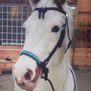 Indian bosal neon turquoise and black, bitless bosal, bitless hackamore, hackamore, indian bosal, turquoise bosal, draft bosal, pony bosal