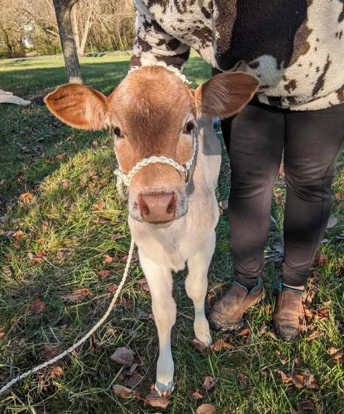 Miniature Cow Halter