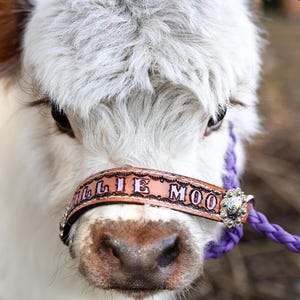 Hand tooled and hand painted personalized  cow halter lilac