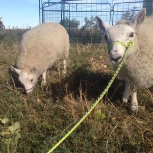 goat halter and lead, dwarf goat halter, dwarf goat lead, small goat halter, small livestock halter, nubian goat halter, alpaca halter image 6