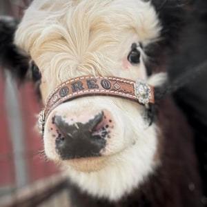 Hand tooled and hand painted personalized  cow halter