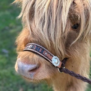 Hand tooled and hand painted personalized  cow halter
