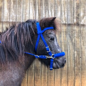 May include: A dark gray pony wearing a blue braided halter with a silver buckle. The pony is standing in front of a wooden wall.