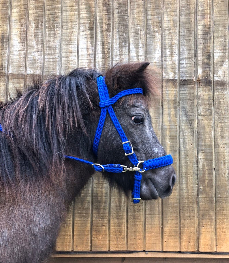 May include: A dark gray pony wearing a blue braided halter with a silver buckle. The pony is standing in front of a wooden wall.