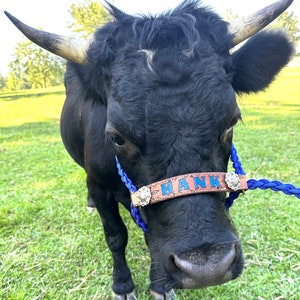 Hand tooled and hand painted calf  halter for small cows or calfs