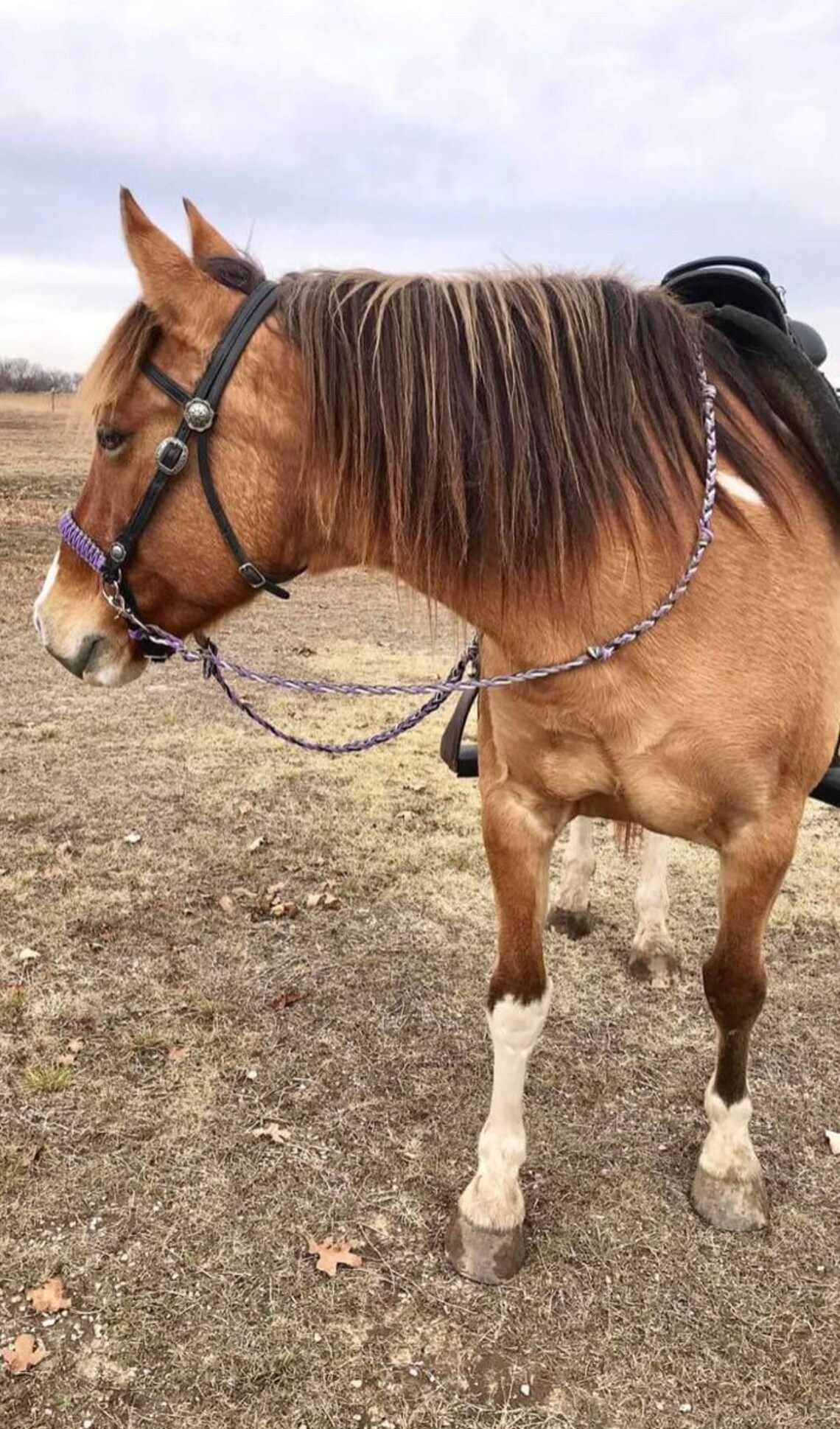 Braided Noseband Side Pull Hackamore Bitless Bridle Attachment, Lilac ...
