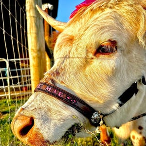 cow personalized  nylon  halter black