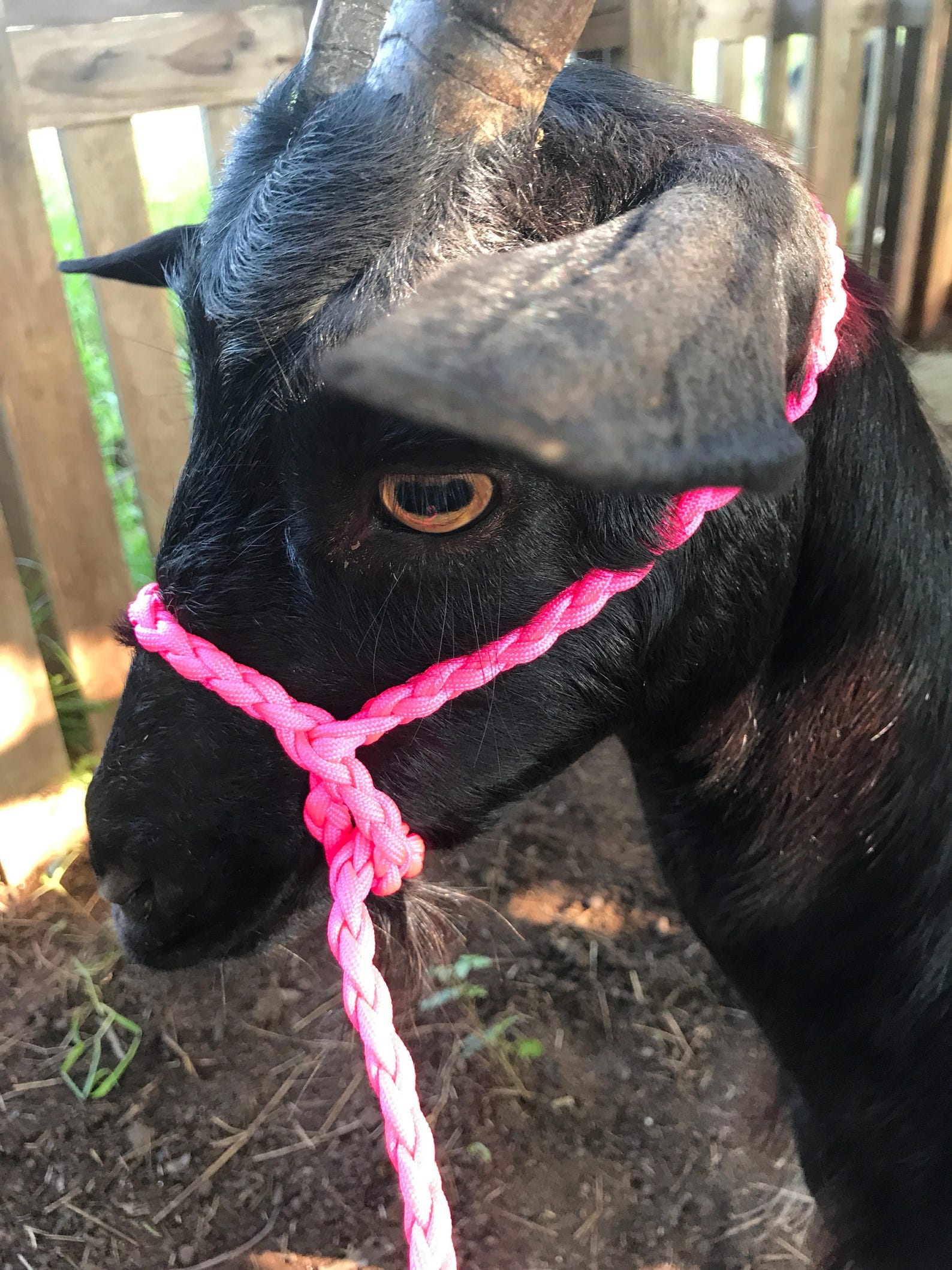 Dwarf Livestock Lead Pygmy Goats Sheep Alpacas Goat Etsy