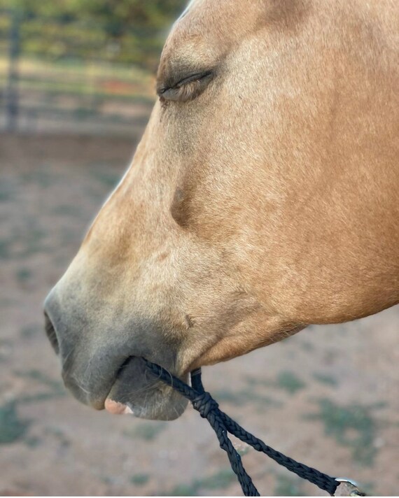 War bridle on sale