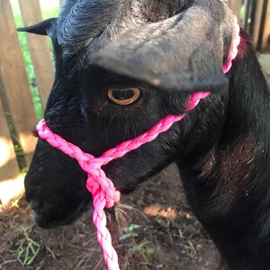 goat halter and lead, dwarf goat halter, dwarf goat lead, small goat halter, small livestock halter, nubian goat halter, alpaca halter image 5