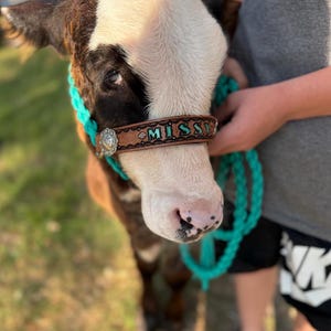 Hand tooled and hand painted personalized  cow halter green turquoise